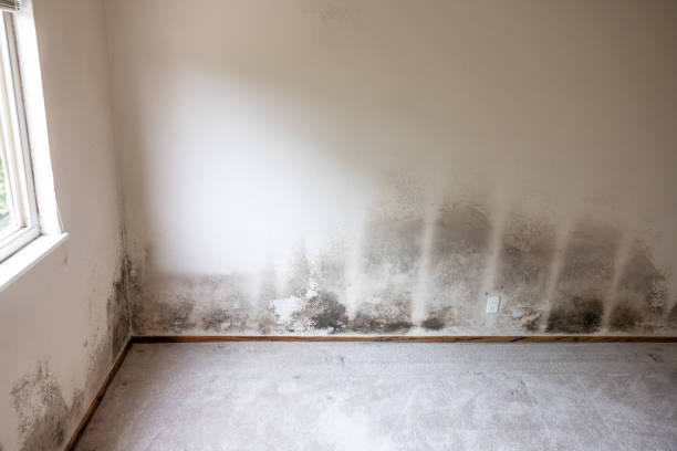 Reliable Washington, WV Mold Inspection, Removal & Remediation Solutions